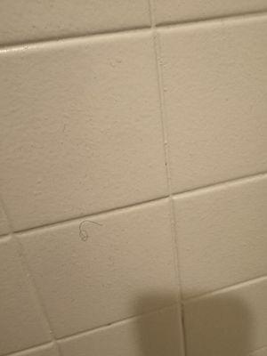 Pubic hairs on shower tile