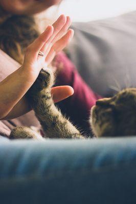 Reiki for pets