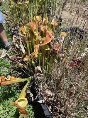 More pitchers