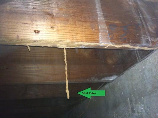 Signs of subterranean termites crawling underneath the house