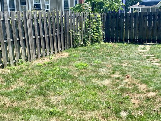 Backyard: dead grass and lots of weeds.