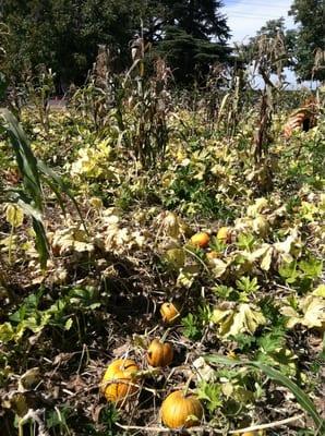 They have a pumpkin patch!