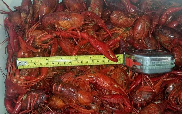 Cooler full of crawfish