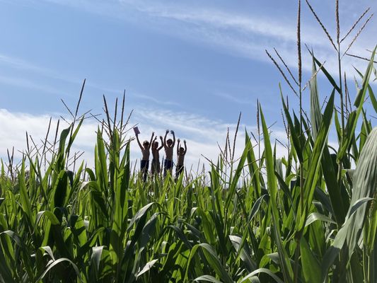 Corn maze