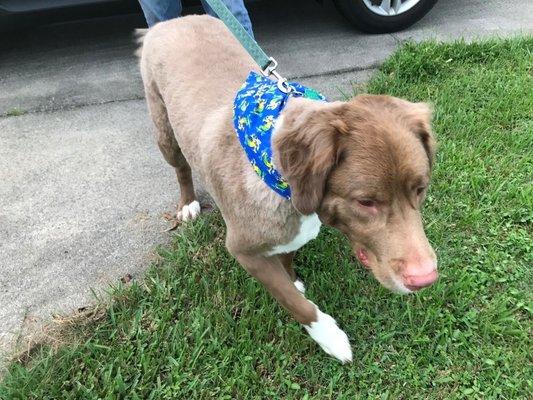 This is Cody after his haircut. He got a great bath and cut from Tory at Doggie Do.