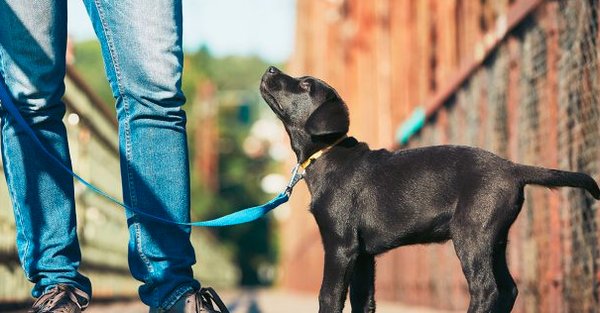 Canine Obedience Training Inc