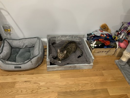 1/3 pets loving their bed so far!