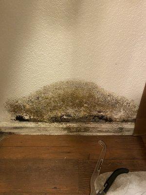 Black mold