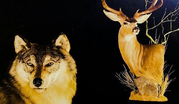 Lippert/Doyle Taxidermy