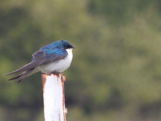 An iridescent blue feathered observer.