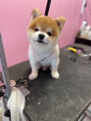 Pomeranian