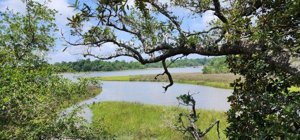 View of bayou from back deck of the visitor's center