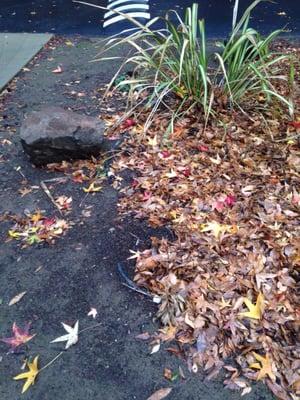 Mud and exposed irrigation pipes under the leaves that they never clear.