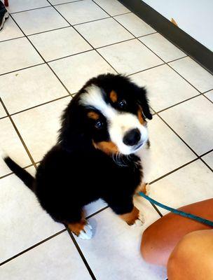 Puppy Class. AKC STAR Puppies.