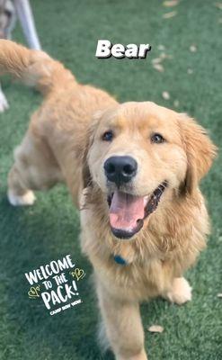 Bear at friendly paws