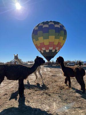 Get married at Nature Health Farms Petting Zoo in Pahrump at the Little Red Barn Wedding Chapel Las Vegas in a hot air balloon & alpaca farm