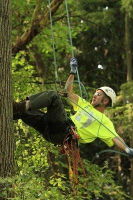 Owner. Professional Arborist. Dan Olsen