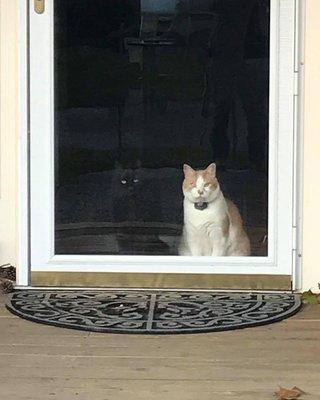 Two kitties waiting for us.