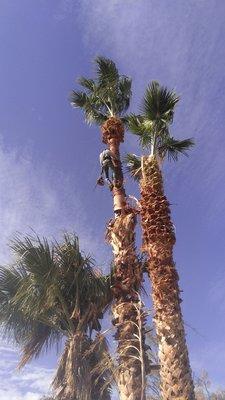 I climb and trim all types and any trees and haul away all the branches to the landfill.