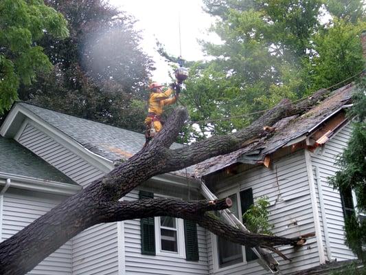 ARE YOUR TREES SAFE?  HAVE A CERTIFIED ARBORIST DO AN INSPECTION.