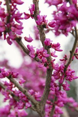 Don Egolf Chinese Redbud