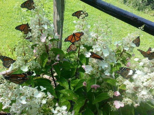 Photo from https://easternmonarchbutterflyfarm.com/