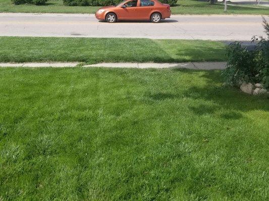 My lawn compared to neighbors lawn. Left side dark green because of irrigation & right side no irrigation. See the difference!