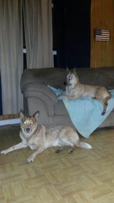 We are so pleased with Paul and Brandon for our new girl Danni. She's on the couch. :-) Paul and Brandon are wonderful!