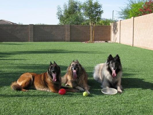 Pet Turf with Turf Deodorizer to eliminate odors!