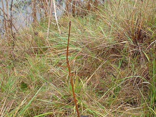 Local wetland investigation