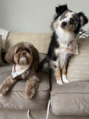 My two dogs after a mobile grooming appointment with Sarah.