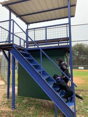 Rusty helps his handler go slow and steady up the stairs