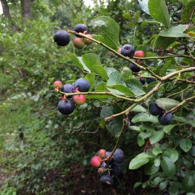 Blueberries that you pluck right off the bushes.