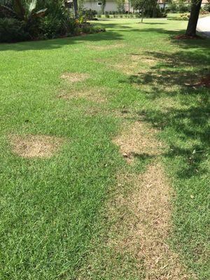 Front lawn after Massey "treated" the st augustine runners.