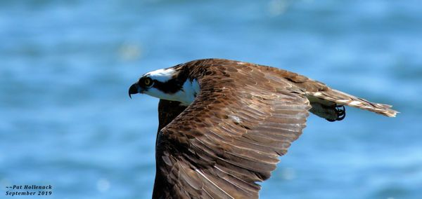 Birding By Boat on the Osprey