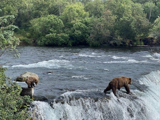 Grizzly cub watches mama bear fish