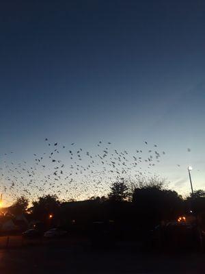 Blackbirds, doing what they do best in fall, heading South. So beautiful. Uniondale, Town of Hempstead (2018)