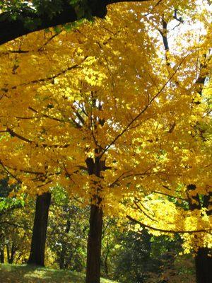 Autumn in Central Park