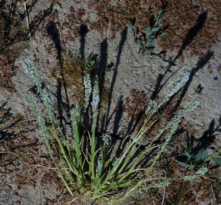 Hairy Orcutt Grass, Madera County