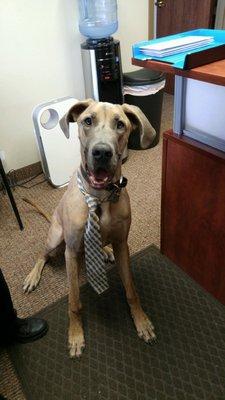 Wilson!  Canine Executive officer for ComForCare