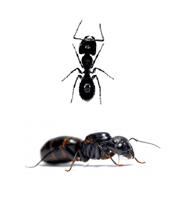 Carpenter ants are one of the most common pests and are seen in homes throughout the Northern United States, from east to wes...