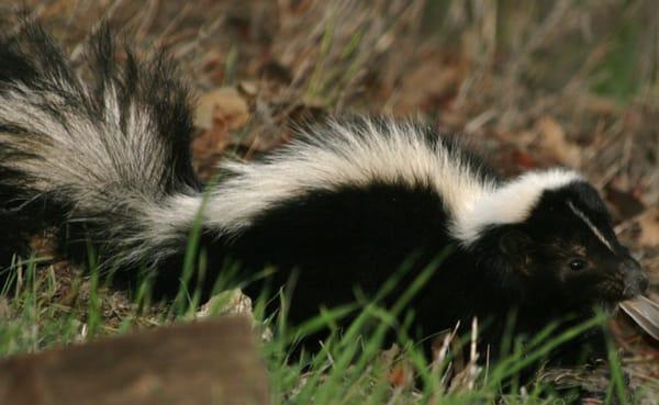 Skunks