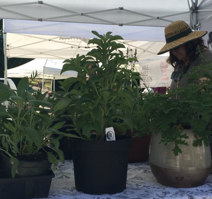 Stunning herbs from Buck Mountain Herbs arrive at the outdoor market in June!