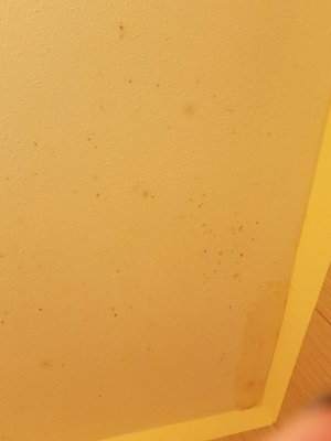 Mold above shower