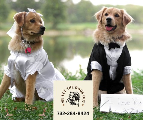 Spring weddings are here! What does that mean for your pets? Several hours, sometimes even full day, away from home. Let us stop in and give