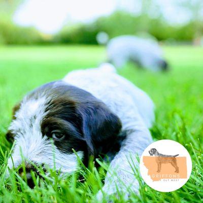 Wirehaired Pointing Griffon puppies for sale near Big Sky, MT.