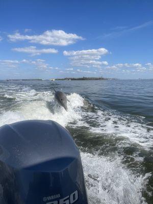 Dolphins following our boat