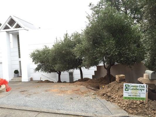 Finished installing Olive trees