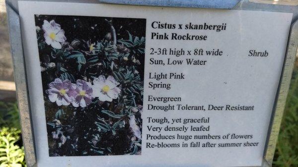 These Rockrose bushes have beautiful flowers that attract bees.  A real deal at $2.75!!