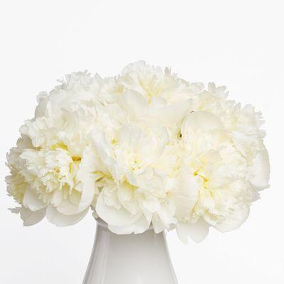 White Peonies